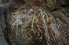 kakadu 10.JPG