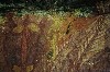 kakadu 37.JPG